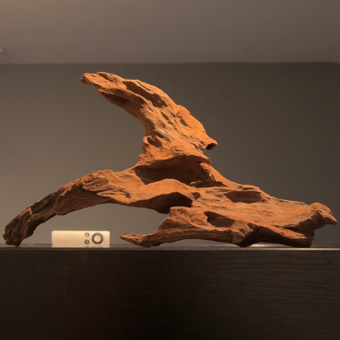 Uniek stuk Kienhout / Spiderwood / Driftwood, Hout Decoratie, Dieren en Toebehoren, Ophalen of Verzenden, Zo goed als nieuw
