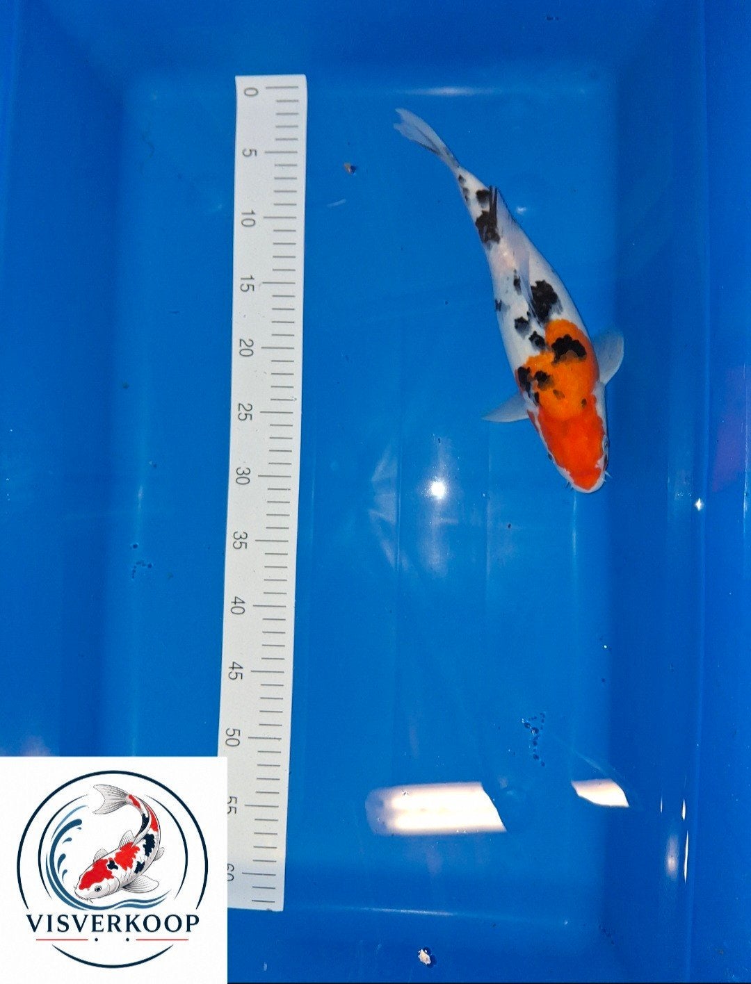 Koi Kindai Showa., Karper of Koi