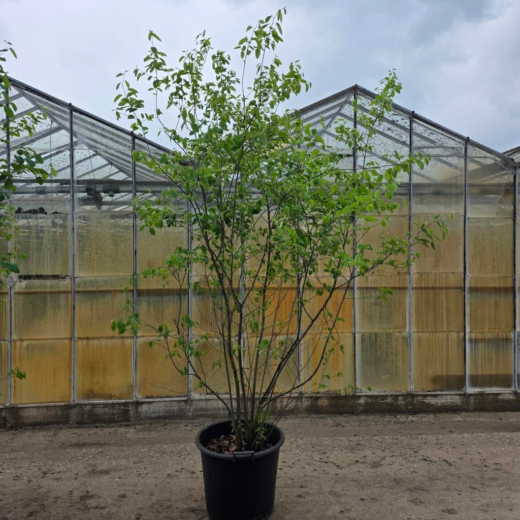 Amelanchier lamarckii Krentenboom, Tuin en Terras, Lente, 100 tot 250 cm, Volle zon, In pot