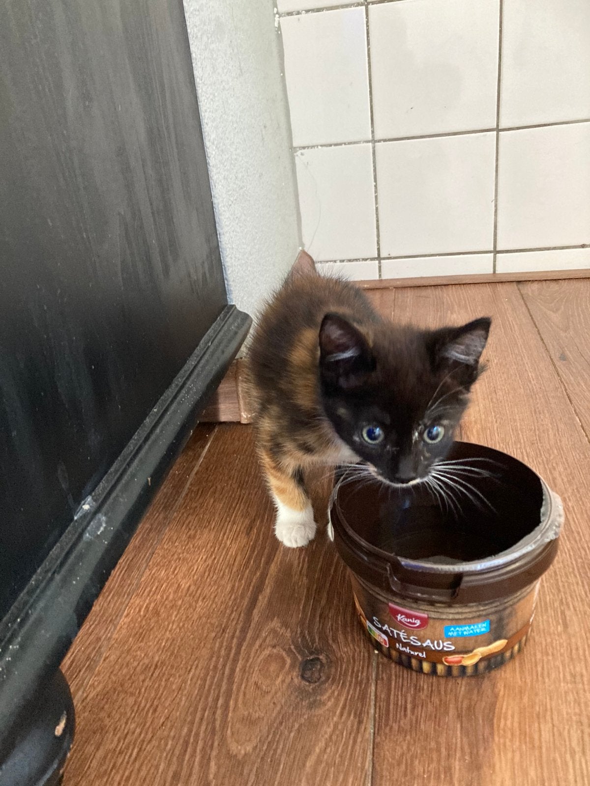 Boerderij kitten te koop, Kater