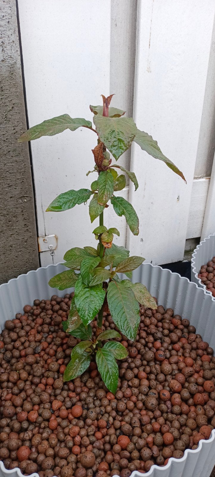 kratom plant/ boom, Ophalen, Volle zon, Overige soorten, Minder dan 100 cm