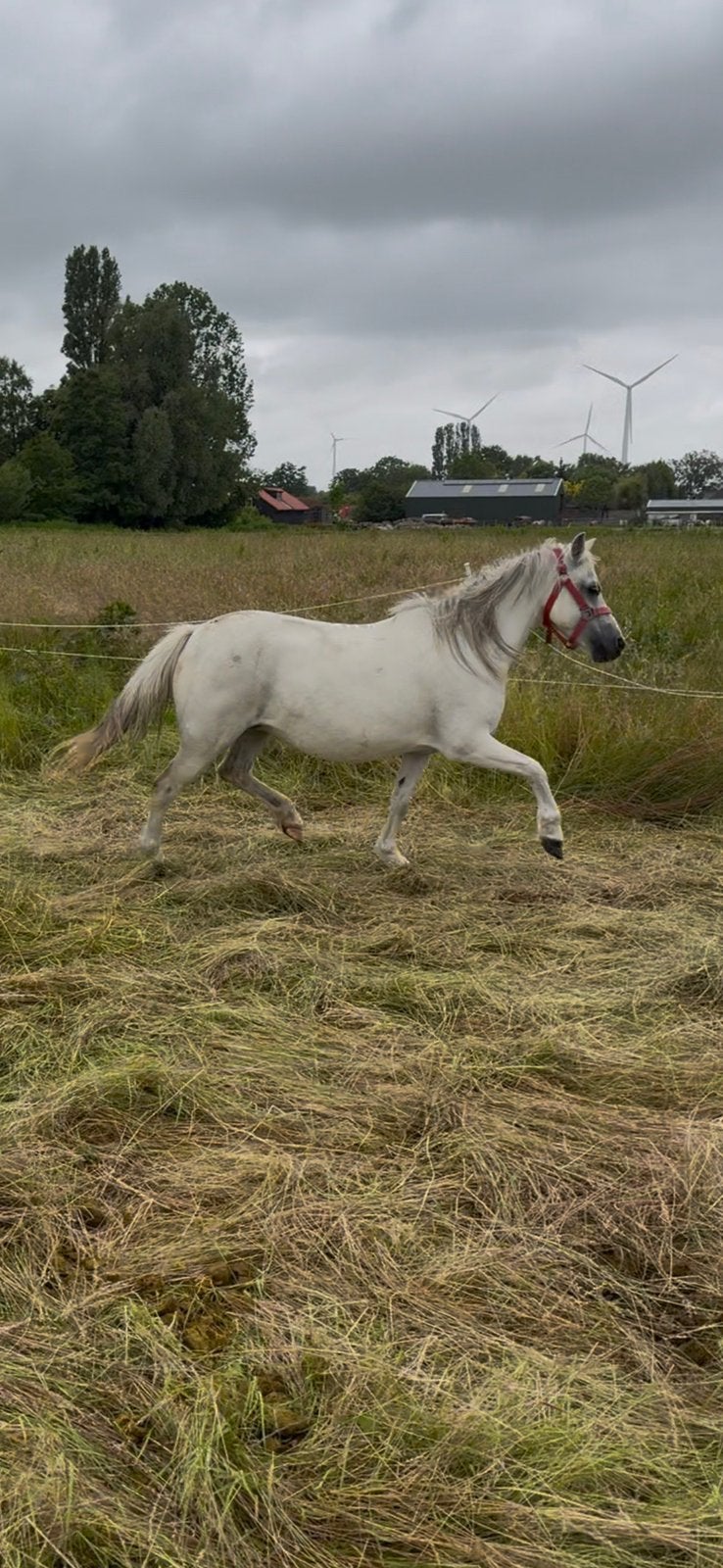 2j welsh hengst, drachtige welsh, fjord x appaloosa, KWPN, Dieren en Toebehoren, Paarden, Minder dan 160 cm, Met stamboom, Dressuurpaard