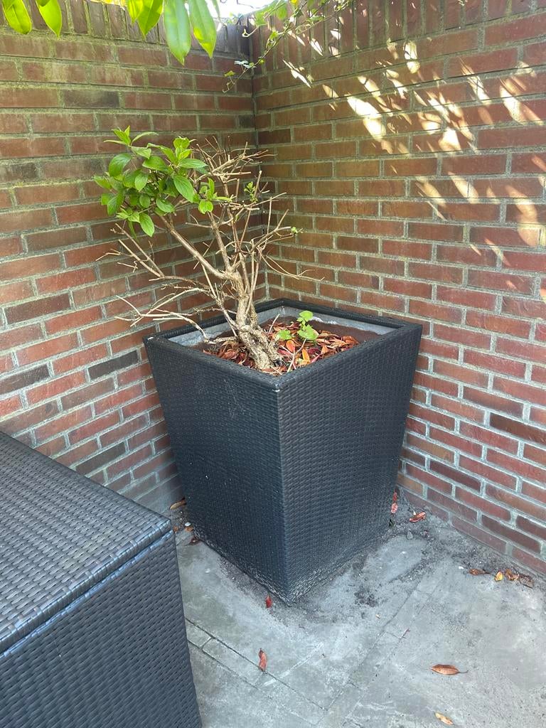 Grote gevlochten bloempot, zwart, Ophalen, Kunststof, Gebruikt, Balkon