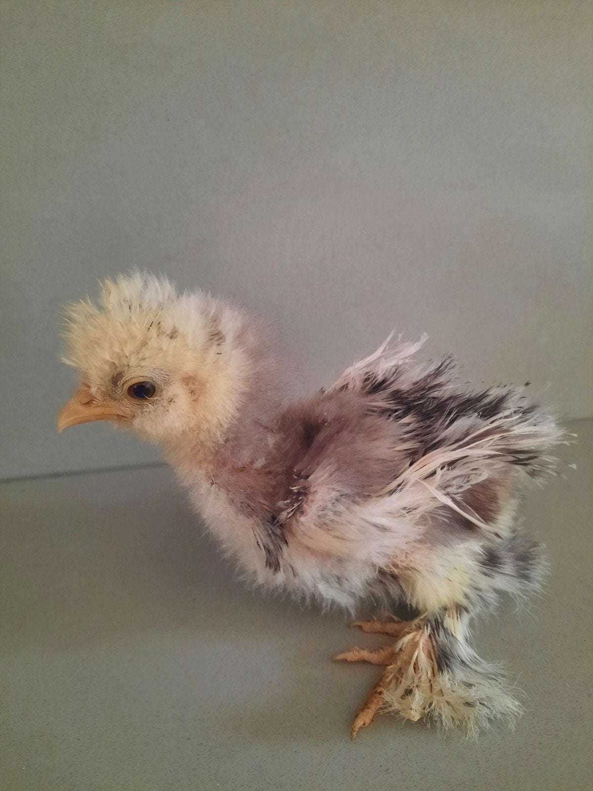 Mooi USA Zijdehoen Mottled kuiken 4 weken ️ DNA getest, Dieren en Toebehoren, Mannelijk, Kip