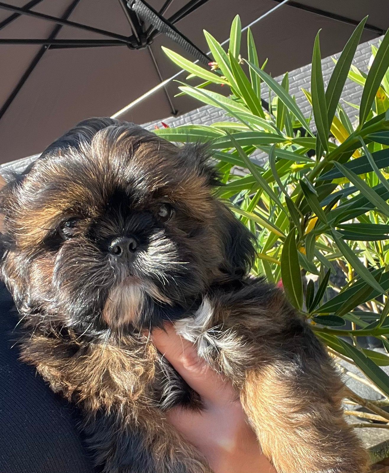 Raszuivere Shih Tzu pups!! 1Reutje beschikbaar!!, Parvo, Overige rassen, 8 tot 15 weken, Meerdere