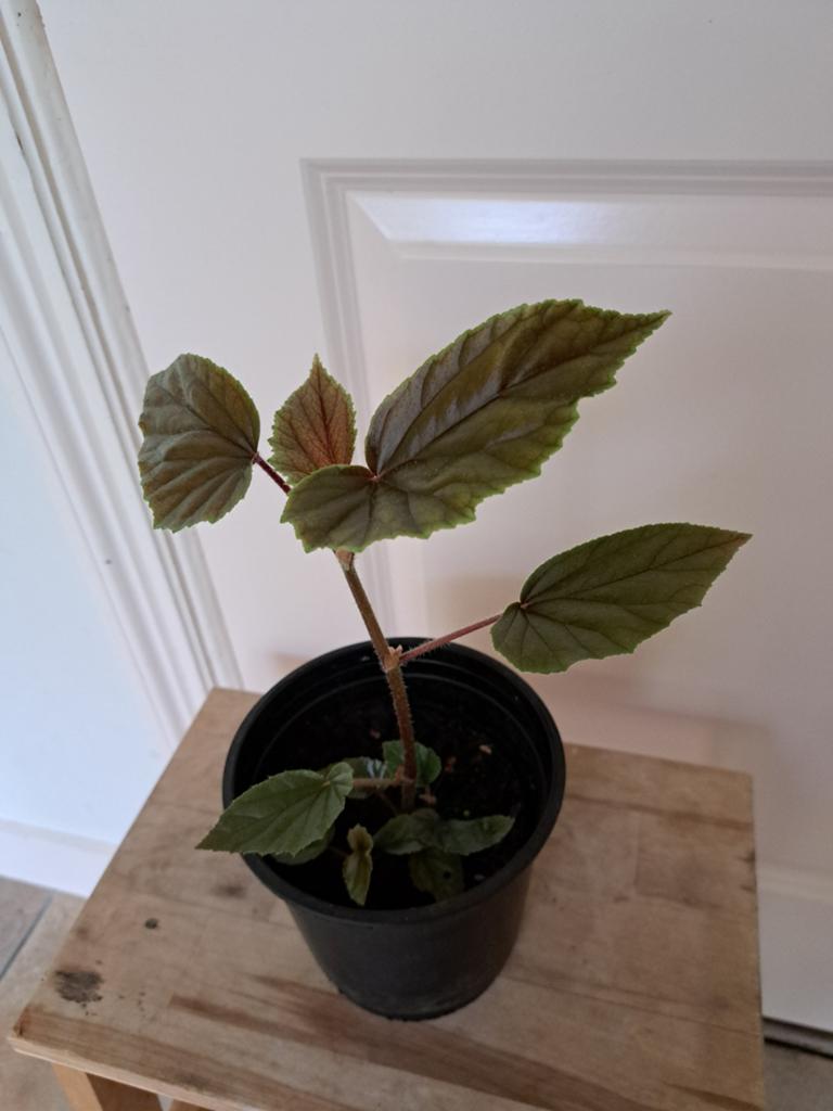 Mooie begonia, Huis en Inrichting, Kamerplanten, Ophalen, Halfschaduw, Minder dan 100 cm