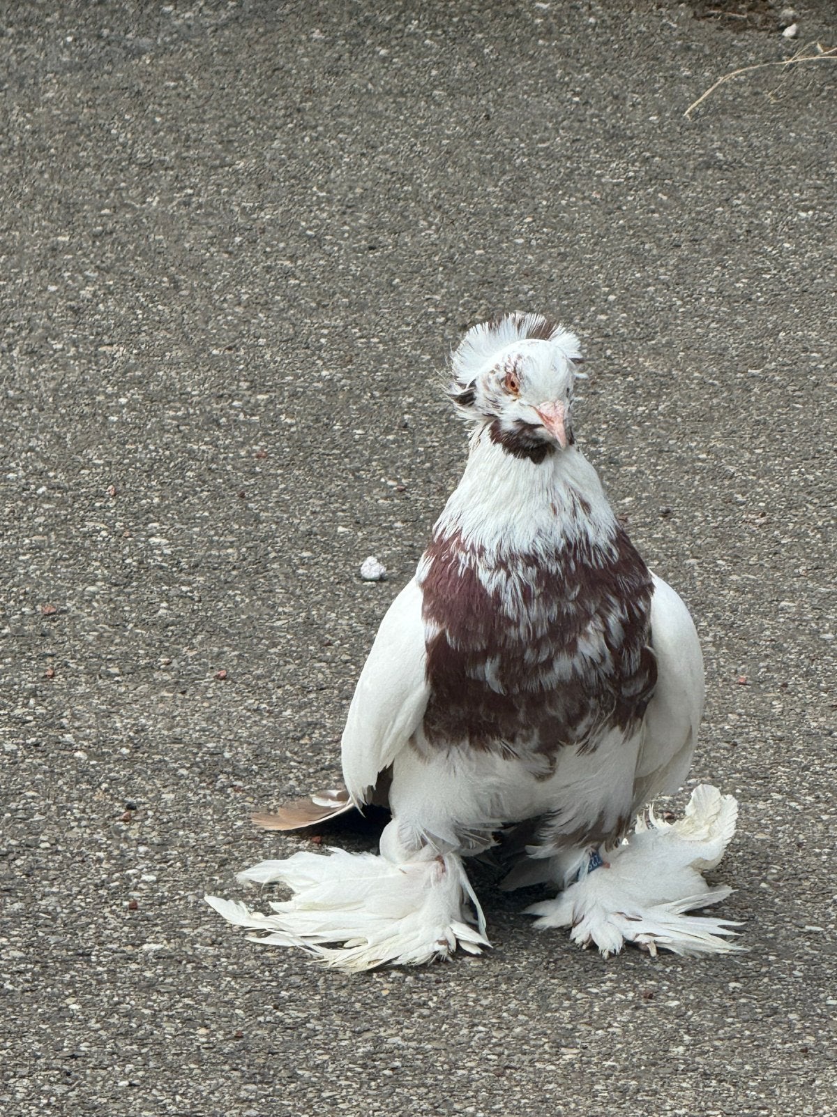 Duiven, Dieren en Toebehoren, Vogels | Duiven, Mannelijk, Overige soorten