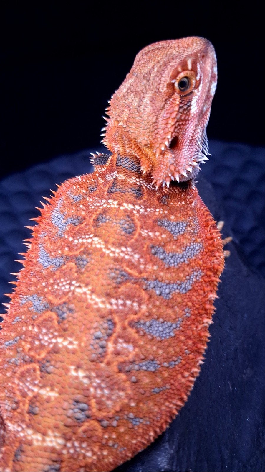 50% Red Monster Extreme Blue Tiger Baardagaam, Hagedis, 0 tot 2 jaar