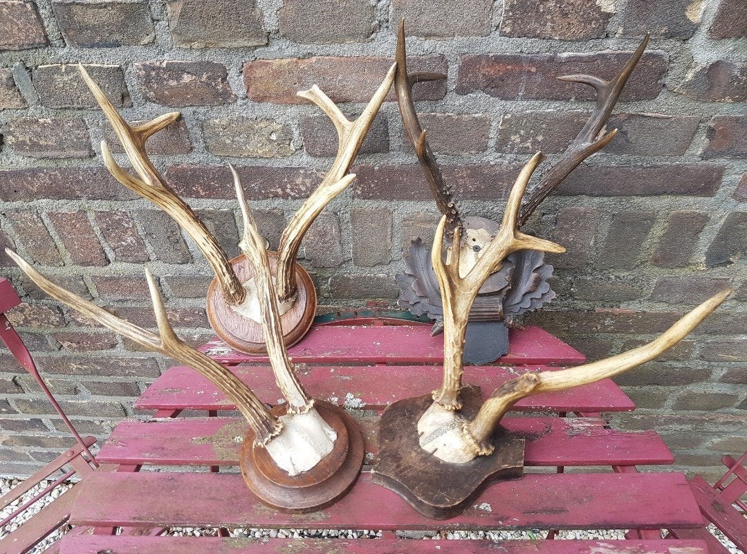 Siberische ree bokken grote ree bokken hert herten gewei

Te, Ophalen of Verzenden, Zo goed als nieuw, Hert, Schedel