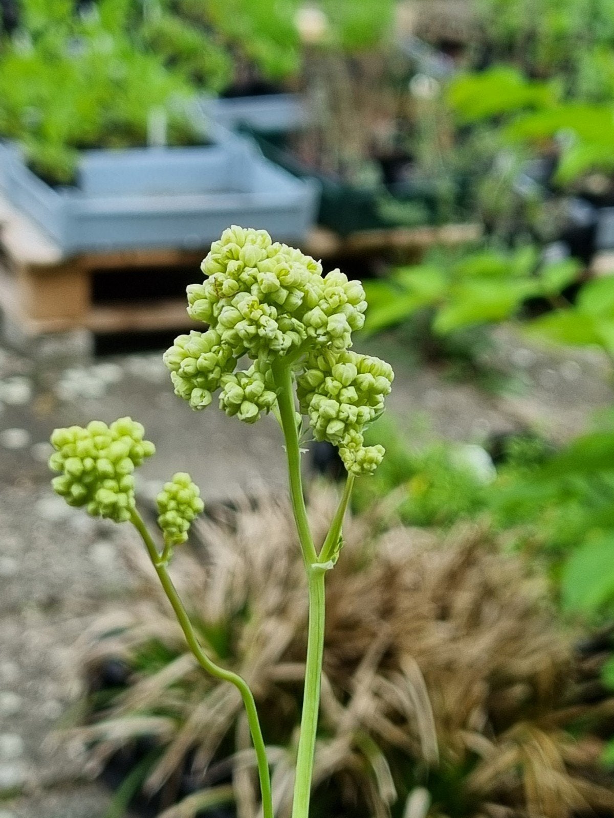 Thalictrum  of ruit, Tuin en Terras, Planten | Tuinplanten, Volle zon, Vaste plant, Zomer, Ophalen