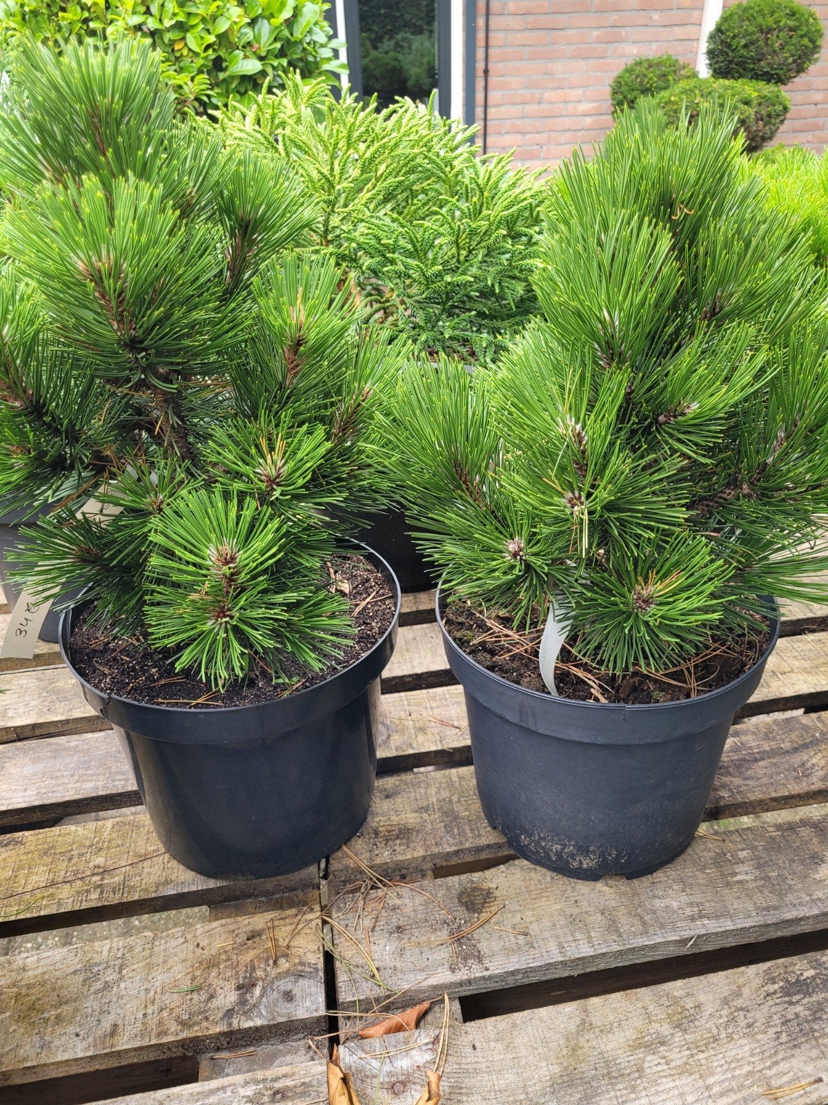 Pinus Leucodermis 'Milinki' - Bosnische Den, Volle zon, Vaste plant, Bloeit niet, Ophalen