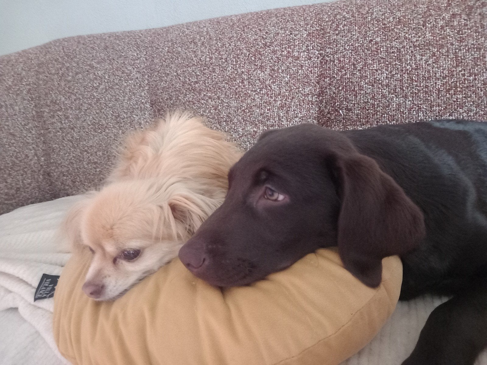 labrador pup teefje, Dieren en Toebehoren, Honden | Retrievers, Spaniëls en Waterhonden, Teef, Labrador retriever, Particulier