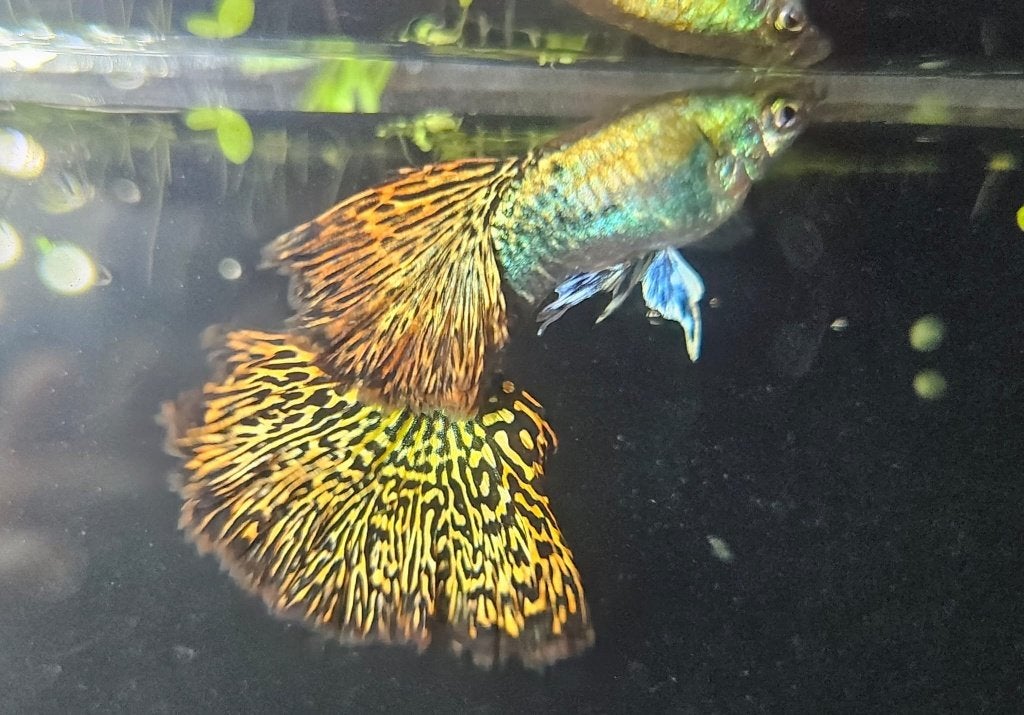 Red Dragon zuivere rasguppy's, Vis, Zoetwatervis
