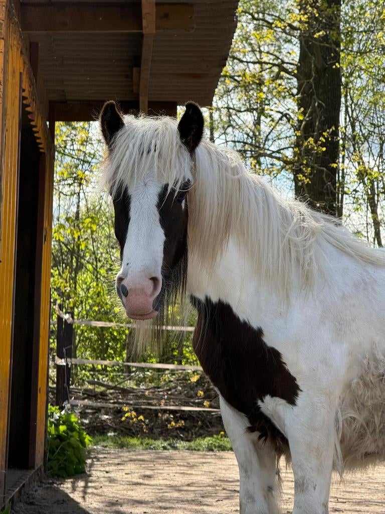 Diverse tinker (s) / irish cob (s) te koop, Dieren en Toebehoren, Paarden, Merrie, Minder dan 160 cm, Dressuurpaard, Gechipt