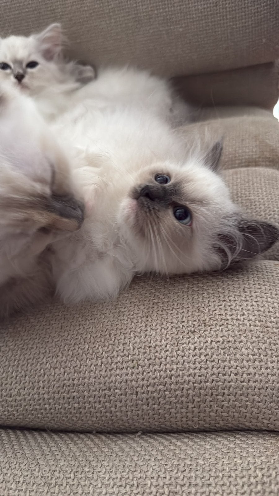 Prachtige Bleu point mitted kater direct beschikbaar, Kater, Ontwormd