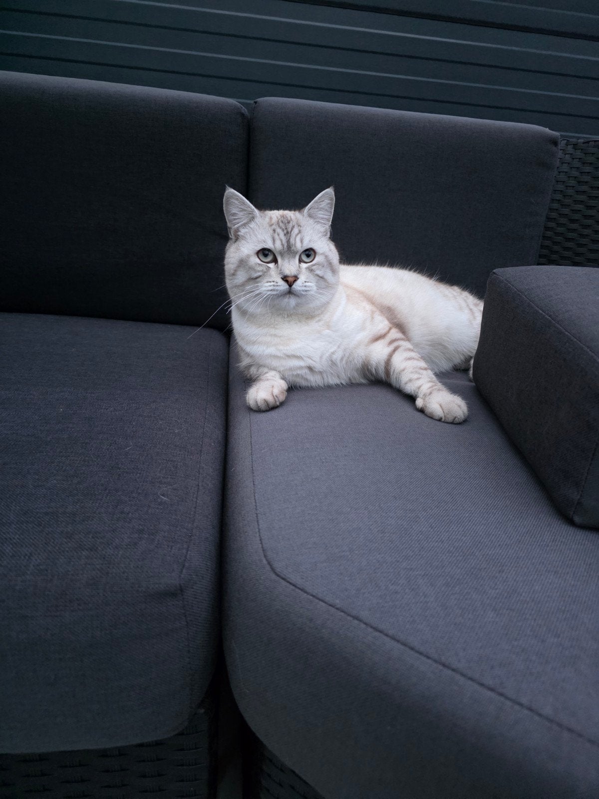 1 jaar oud kater, Kater