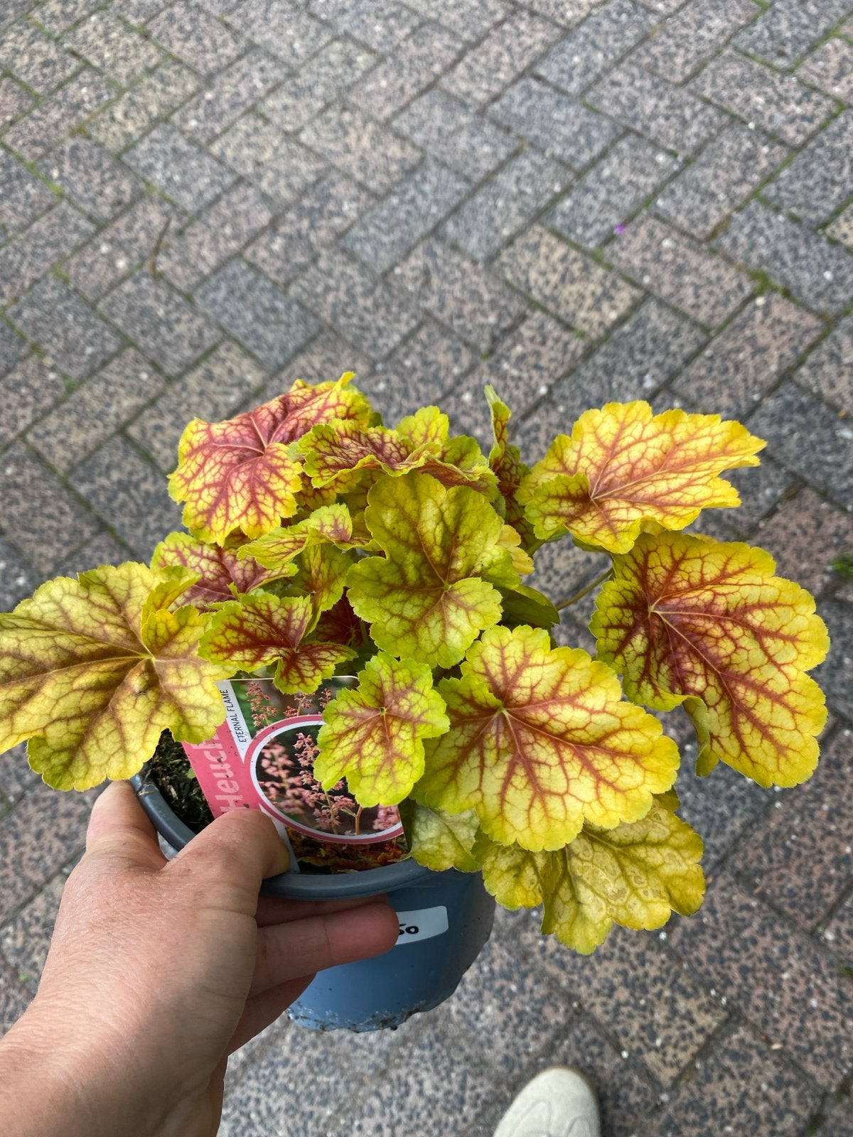 Heuchera (Purperklokje) in diverse kleuren, Vaste plant, Halfschaduw, Zomer, Ophalen
