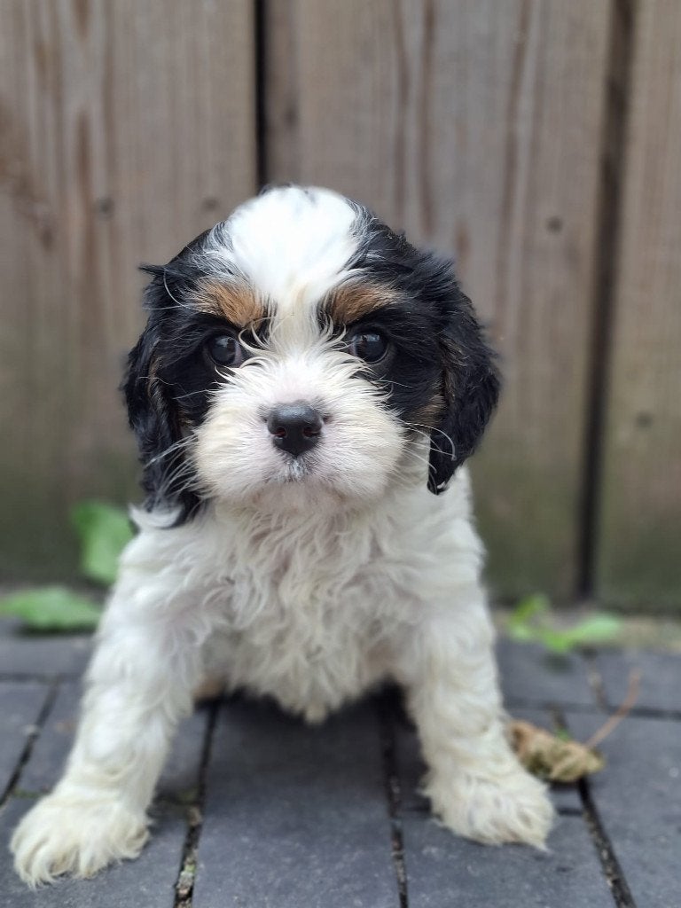 Cavalier King Charles Spaniels pups, Parvo, 8 tot 15 weken, Meerdere, Meerdere dieren