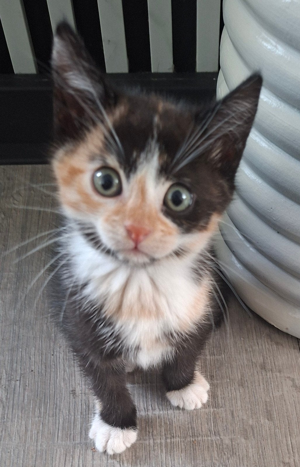 Prachtige Unieke & speelse Lapjeskat Kittens, Meerdere dieren