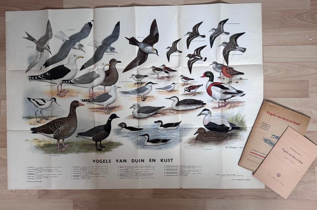 Vogels van Duin en Kust schoolplaat, Antiek en Kunst, Ophalen of Verzenden, Natuur en Biologie