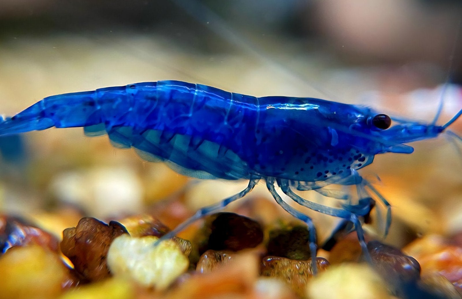 Neocaridina Blue diamond garnalen, Dieren en Toebehoren, Kreeft, Krab of Garnaal, Zoetwatervis