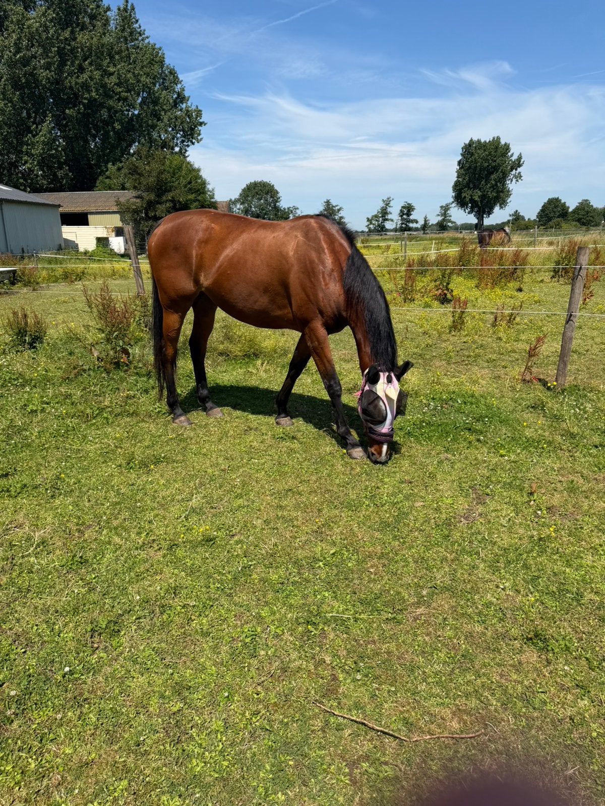 Verzorger gezocht!, Dieren en Toebehoren, Paarden en Pony's | Verzorgingsproducten, Ophalen