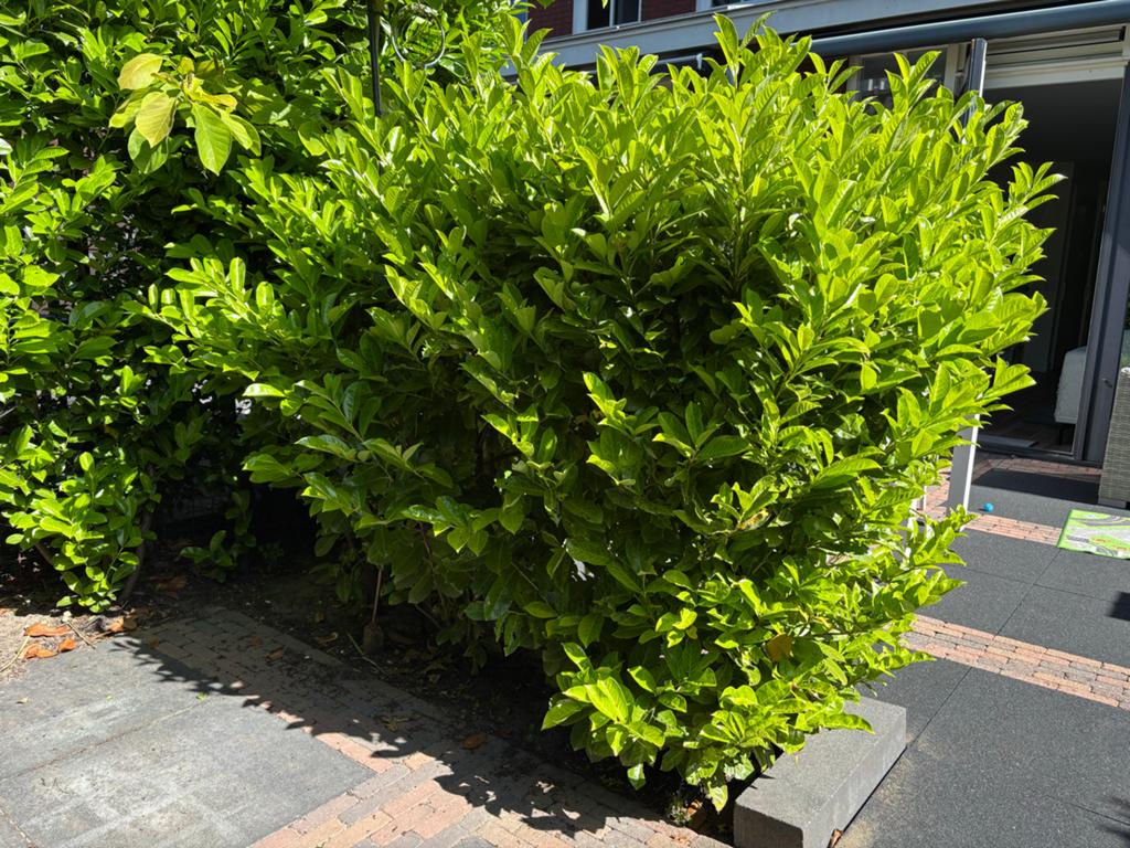 3 grote Laurierkers rotundifolia: haag of solitair, Ophalen, Laurier, Struik, 100 tot 250 cm
