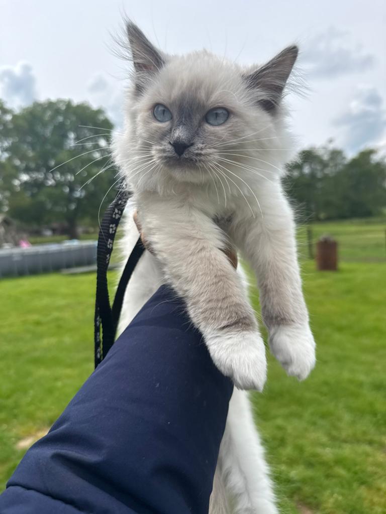 🐱 Ragdoll kittens  1 Blue point mitted mag per direct weg!, Meerdere dieren, Ontwormd