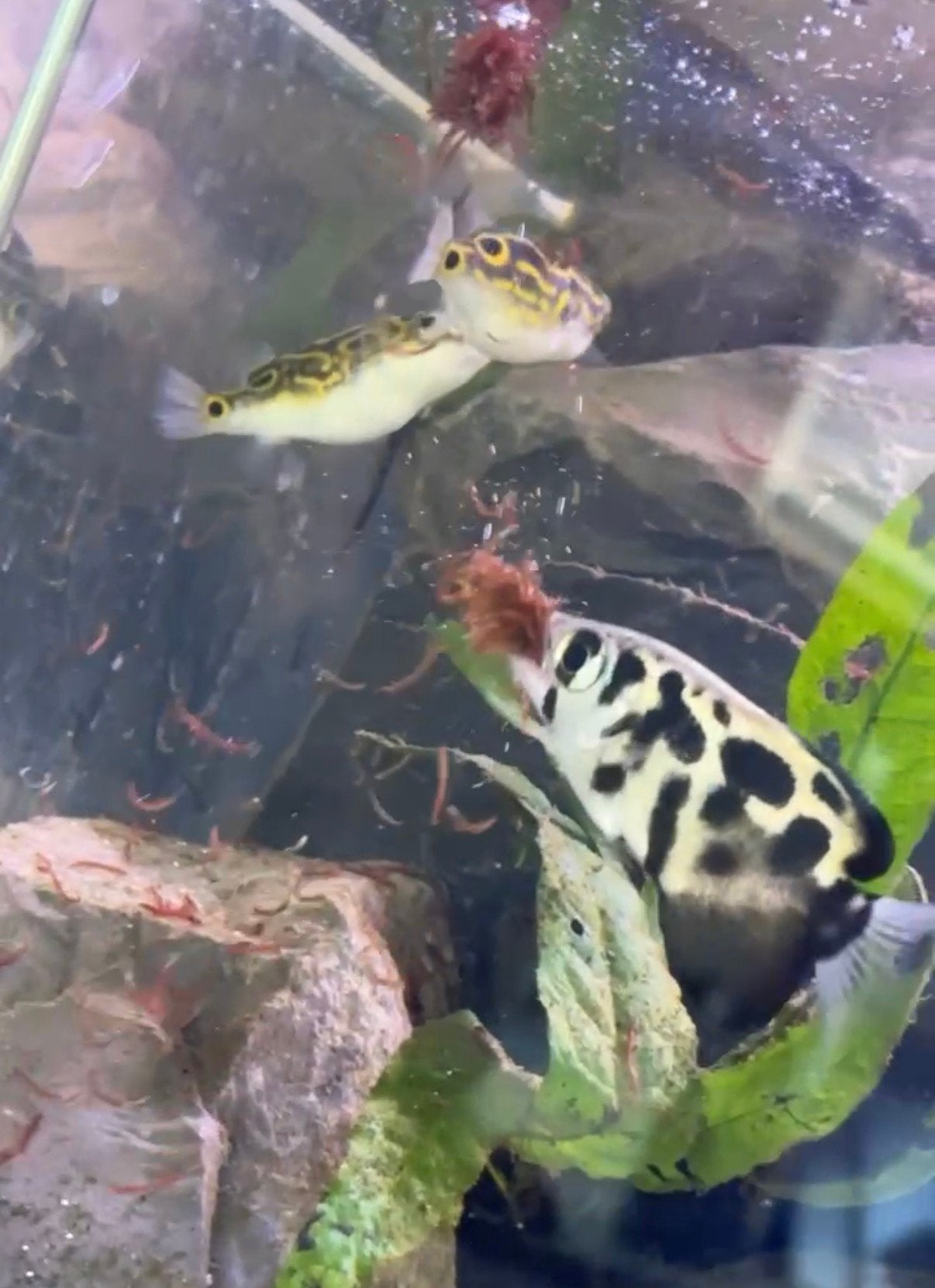 Archerfish/ schuttersvis, Vis
