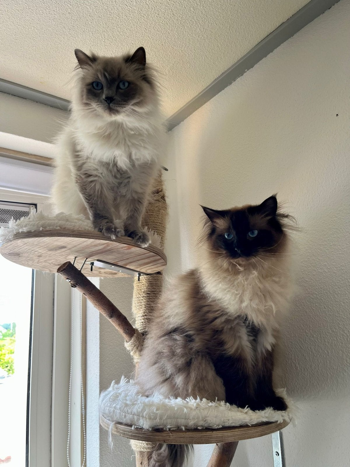 2 Ragdolls - Guusje & Frenkie, Dieren en Toebehoren, Kater, Gechipt, 3 tot 5 jaar