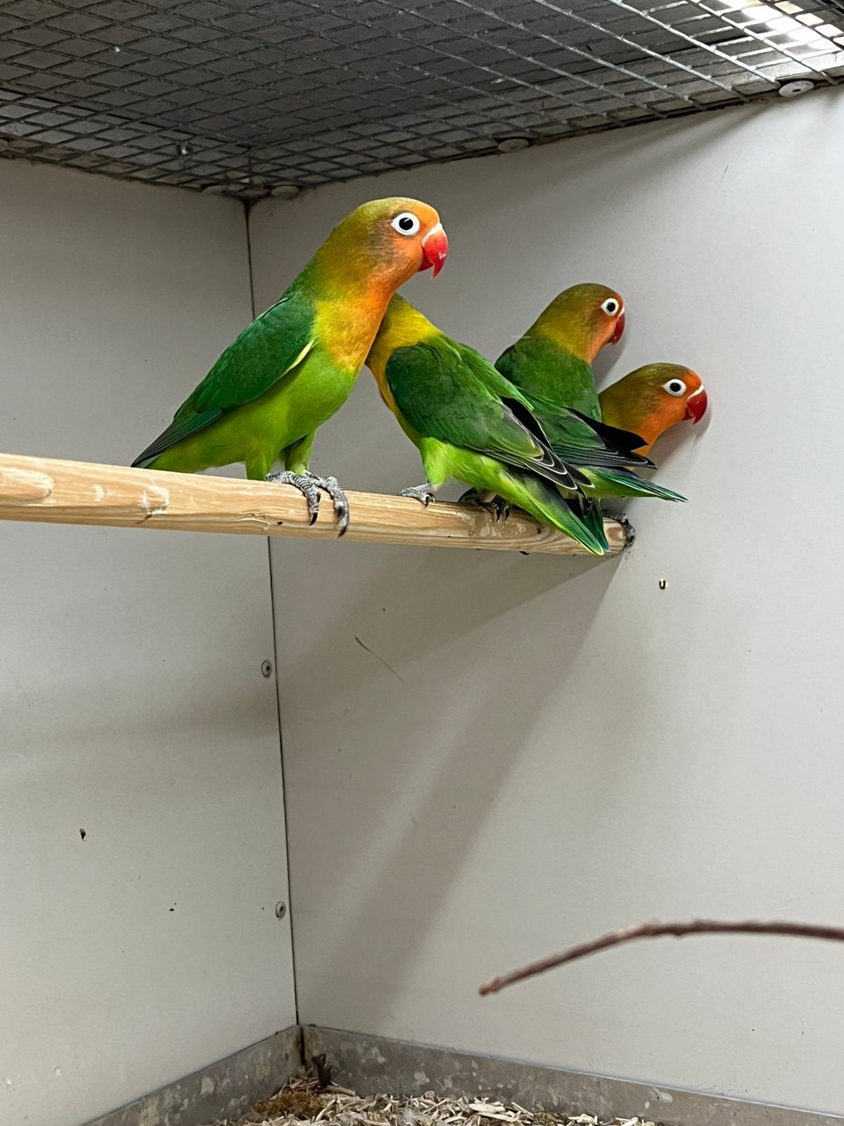Agaporniden, Dieren en Toebehoren, Vogels | Parkieten en Papegaaien, Meerdere dieren, Dwergpapegaai of Agapornis