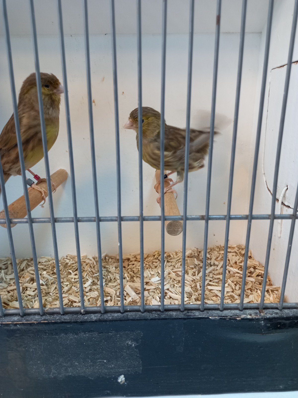 Twee kanariepoppen, Dieren en Toebehoren, Vogels | Kanaries, Vrouwelijk, Kleurkanarie