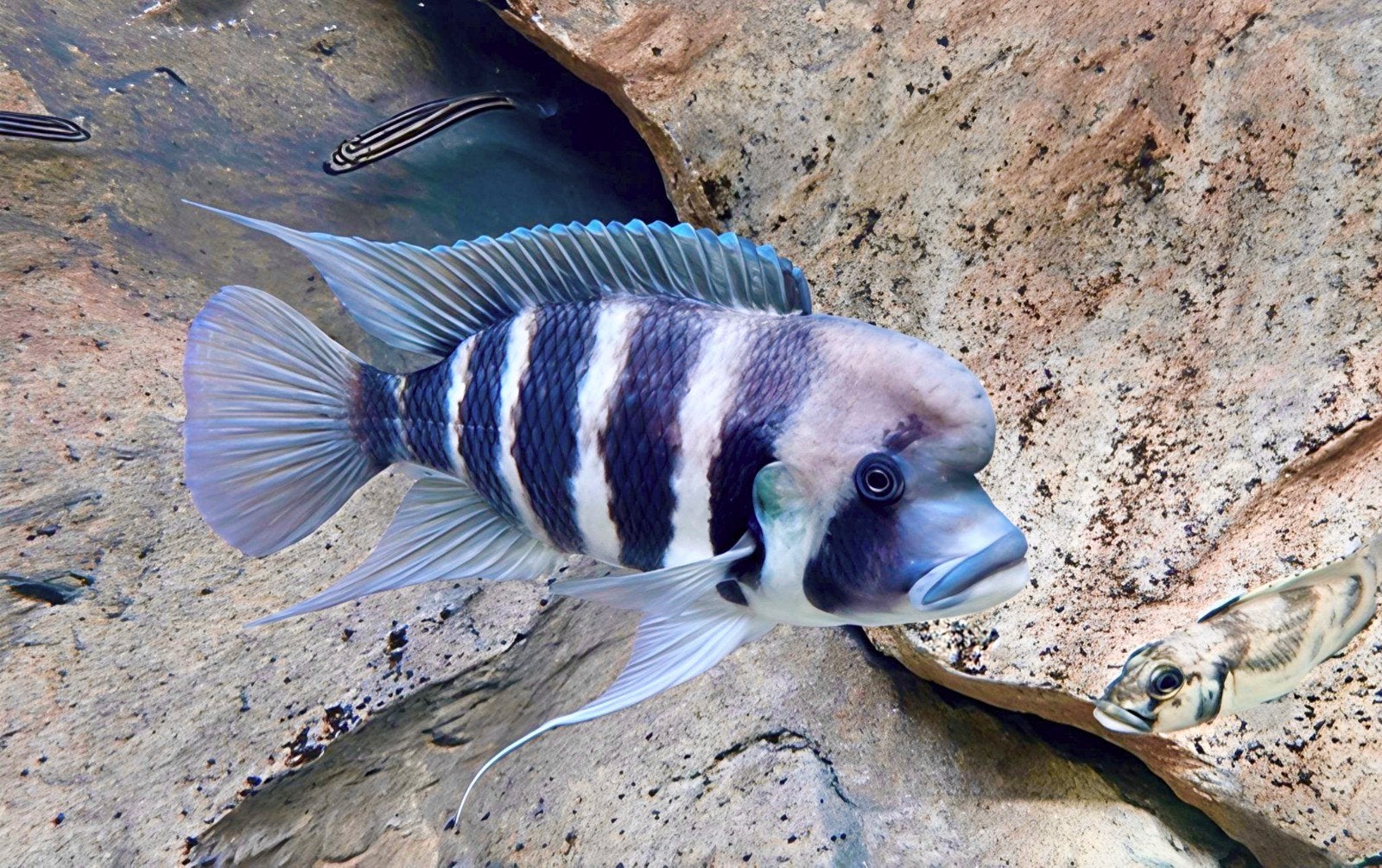 Cyphotilapia frontosa 'Kigoma' 7-stripe - groep 2.3