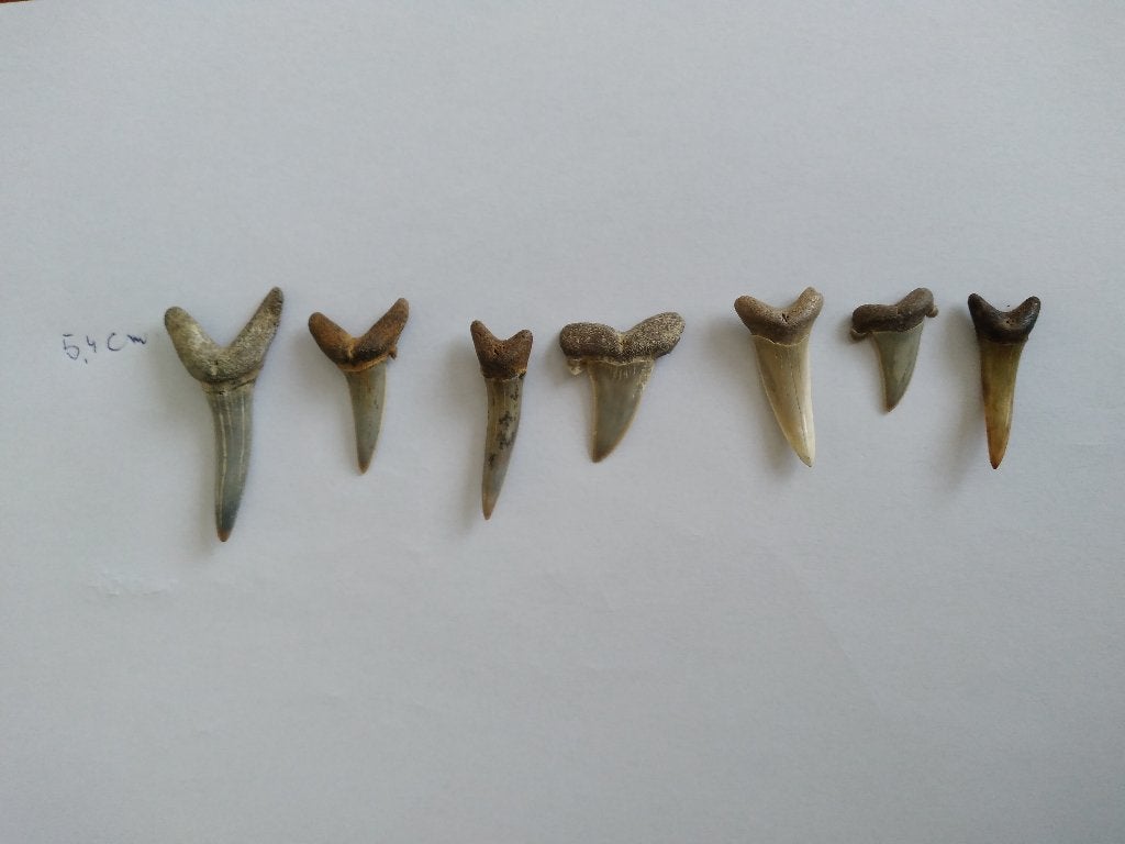 fossiele haaientanden, Verzamelen, Mineralen en Fossielen, Ophalen of Verzenden, Fossiel