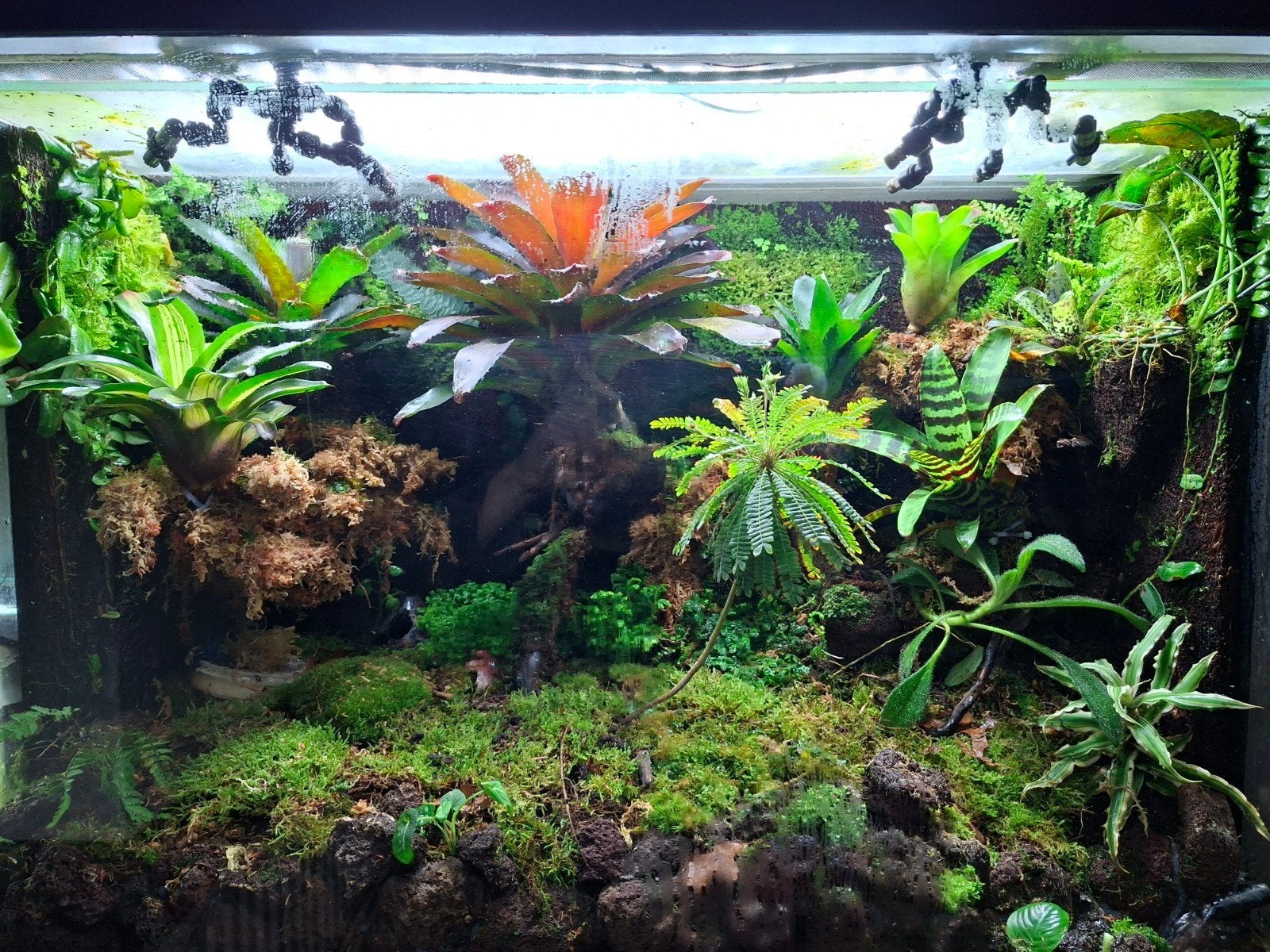 op maat gemaakte terrarium achterwanden reptiel/ amfibie, Ophalen of Verzenden