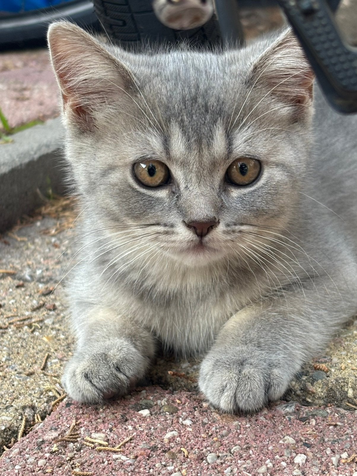 Britse korthaar (Tabby) kitten, Kater
