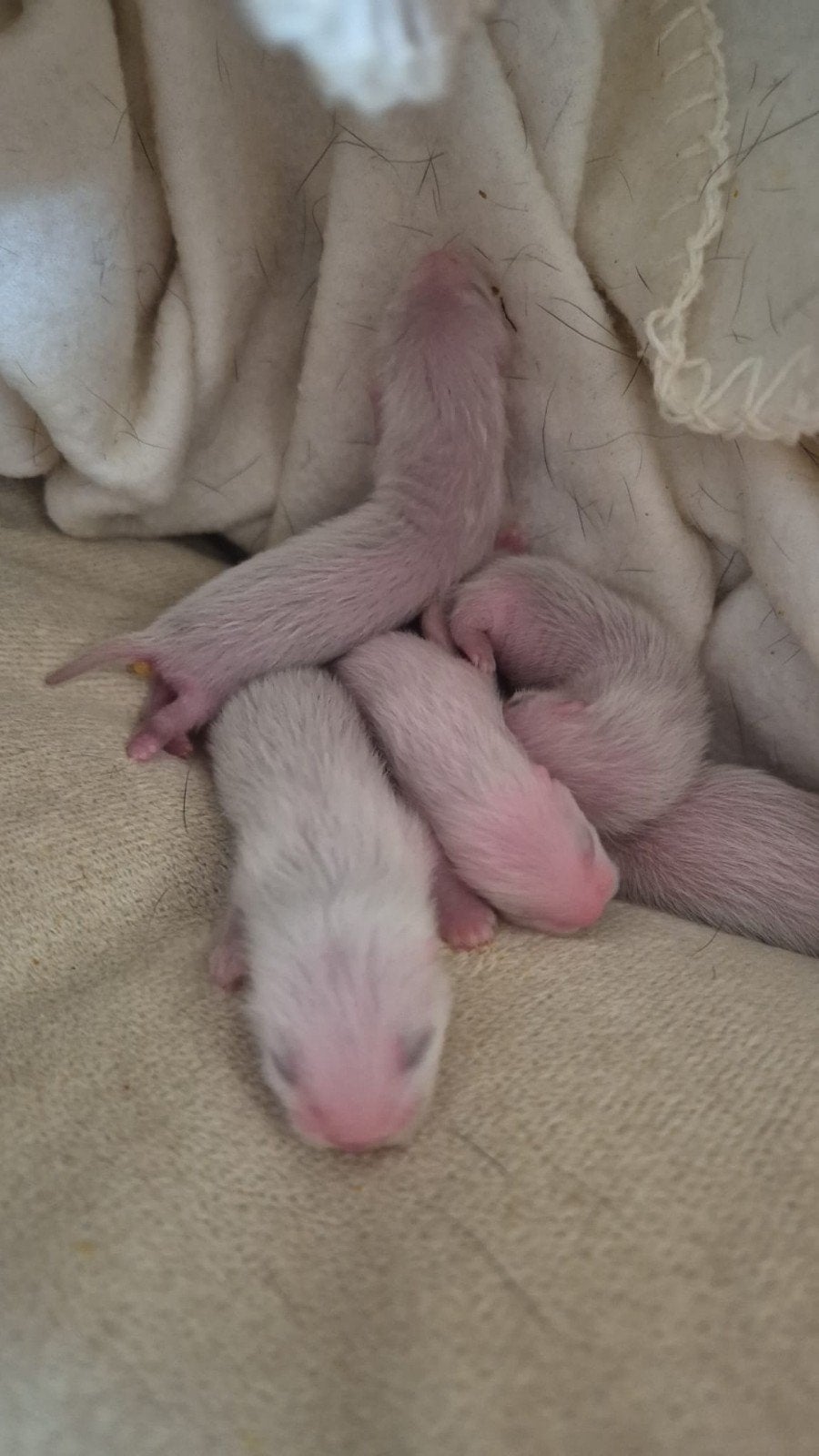 Fretten pups, Dieren en Toebehoren, Ophalen
