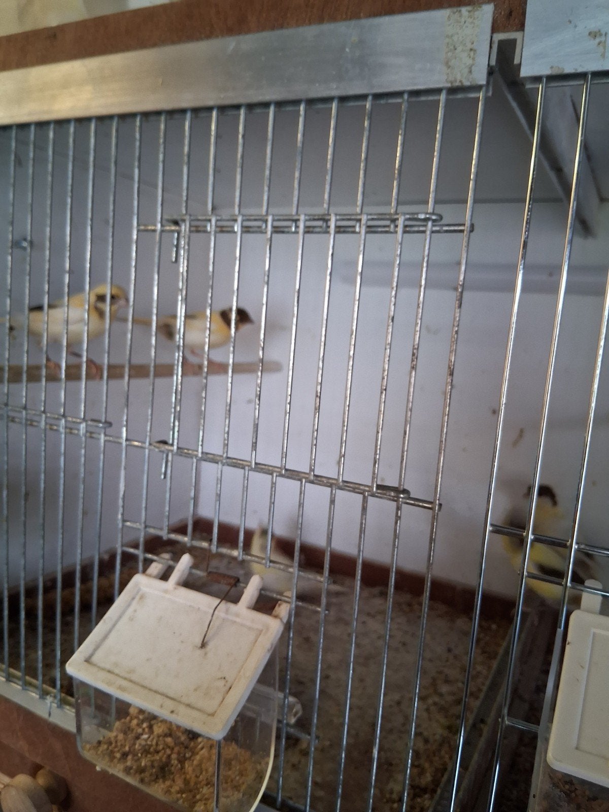 Kanaries 6 stuks  15 € per stuk in 1 koop 12.50 per stuk, Meerdere dieren, Kleurkanarie