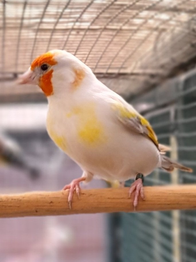 Opaal putter, Dieren en Toebehoren, Mannelijk, Wildzangvogel