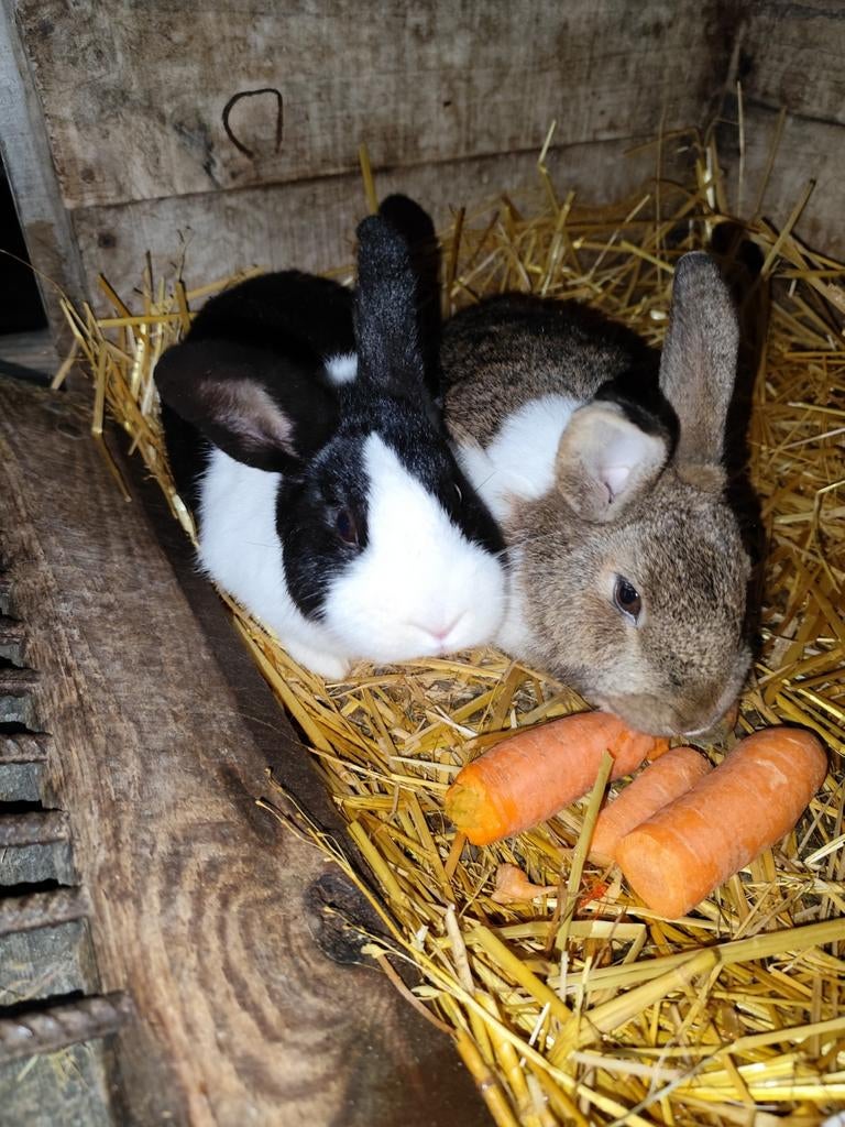 Hollander konijn, Dieren en Toebehoren, Konijnen, Meerdere dieren, Middelgroot, 0 tot 2 jaar