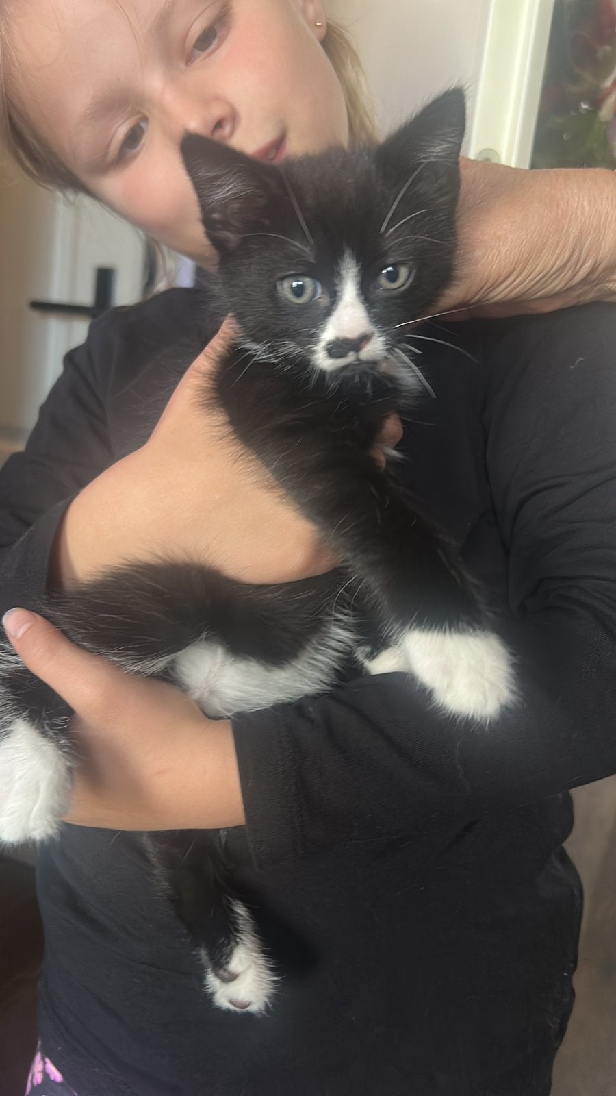 Super lief katertje!, Dieren en Toebehoren, Kater