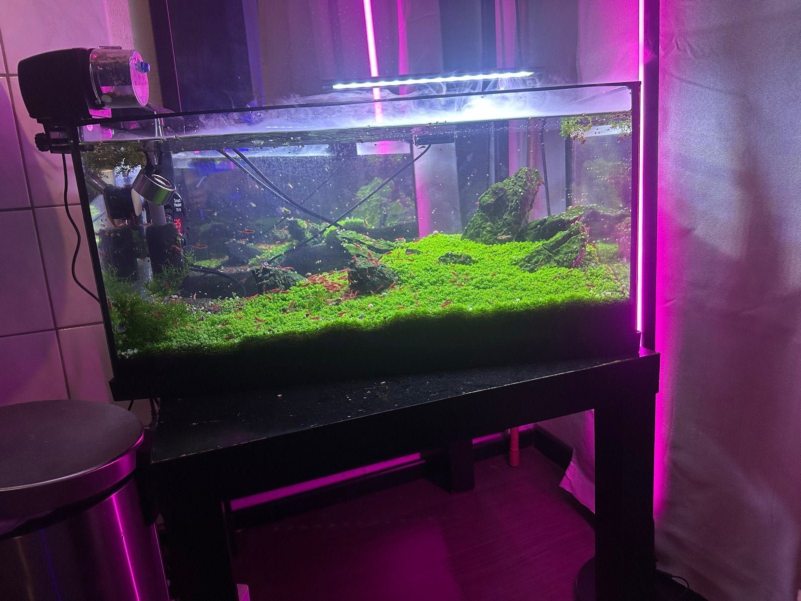 Garnalen farm aquarium, Dieren en Toebehoren, Vis, Zoetwatervis, Schoolvis