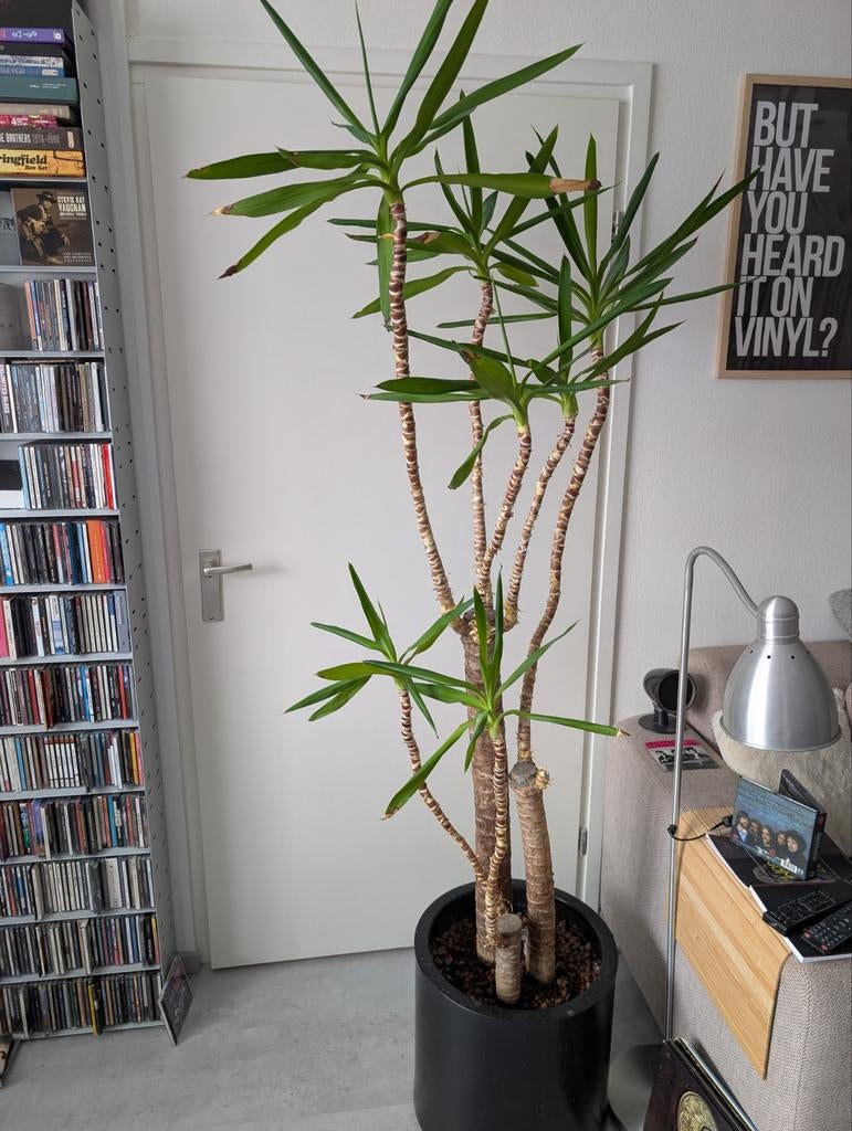 Grote Yucca plant in pot met kleikorrels, Ophalen, Halfschaduw, In pot, Yucca