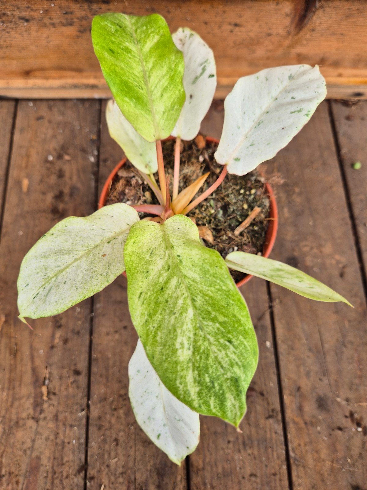 Philodendron Snowdrift p12 (10), Huis en Inrichting, Kamerplanten, Ophalen of Verzenden, Halfschaduw, Minder dan 100 cm