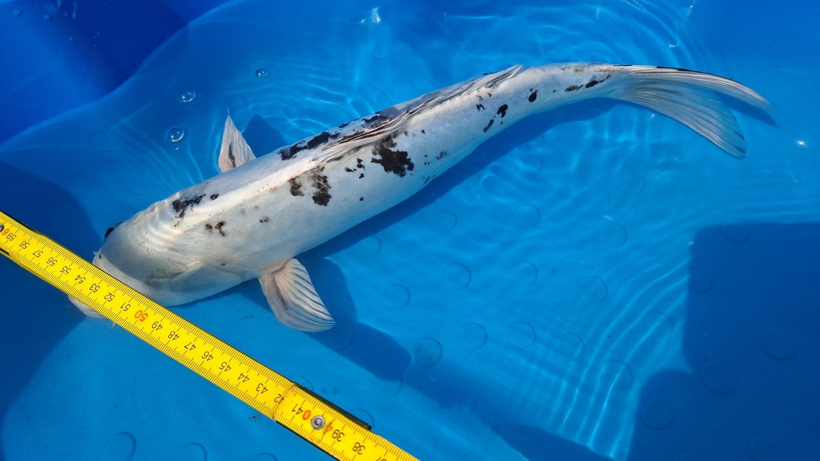 Japanse Koi Karpers, Karper of Koi