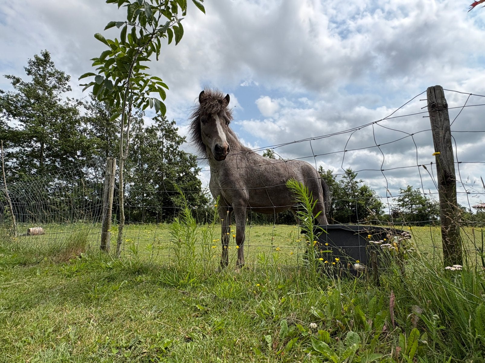 mini paard amha merrie, Dieren en Toebehoren, Pony's, Merrie, A pony (tot 1.17m)