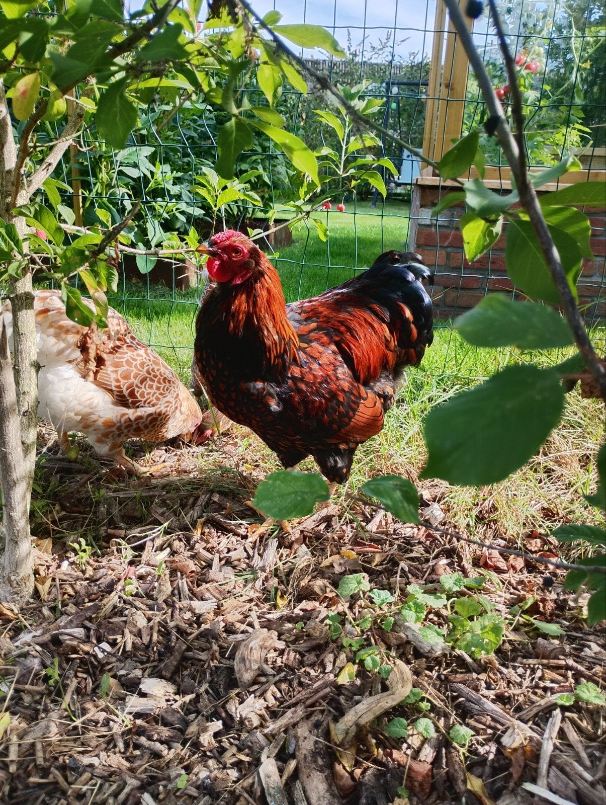 prachtige Wyandotte krielhaan Patrijs, Dieren en Toebehoren, Mannelijk, Kip