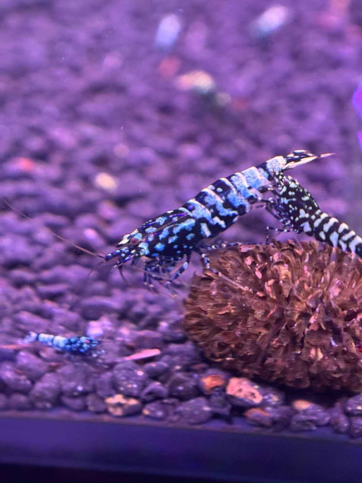 Caridina black snowfall tiger, Kreeft, Krab of Garnaal