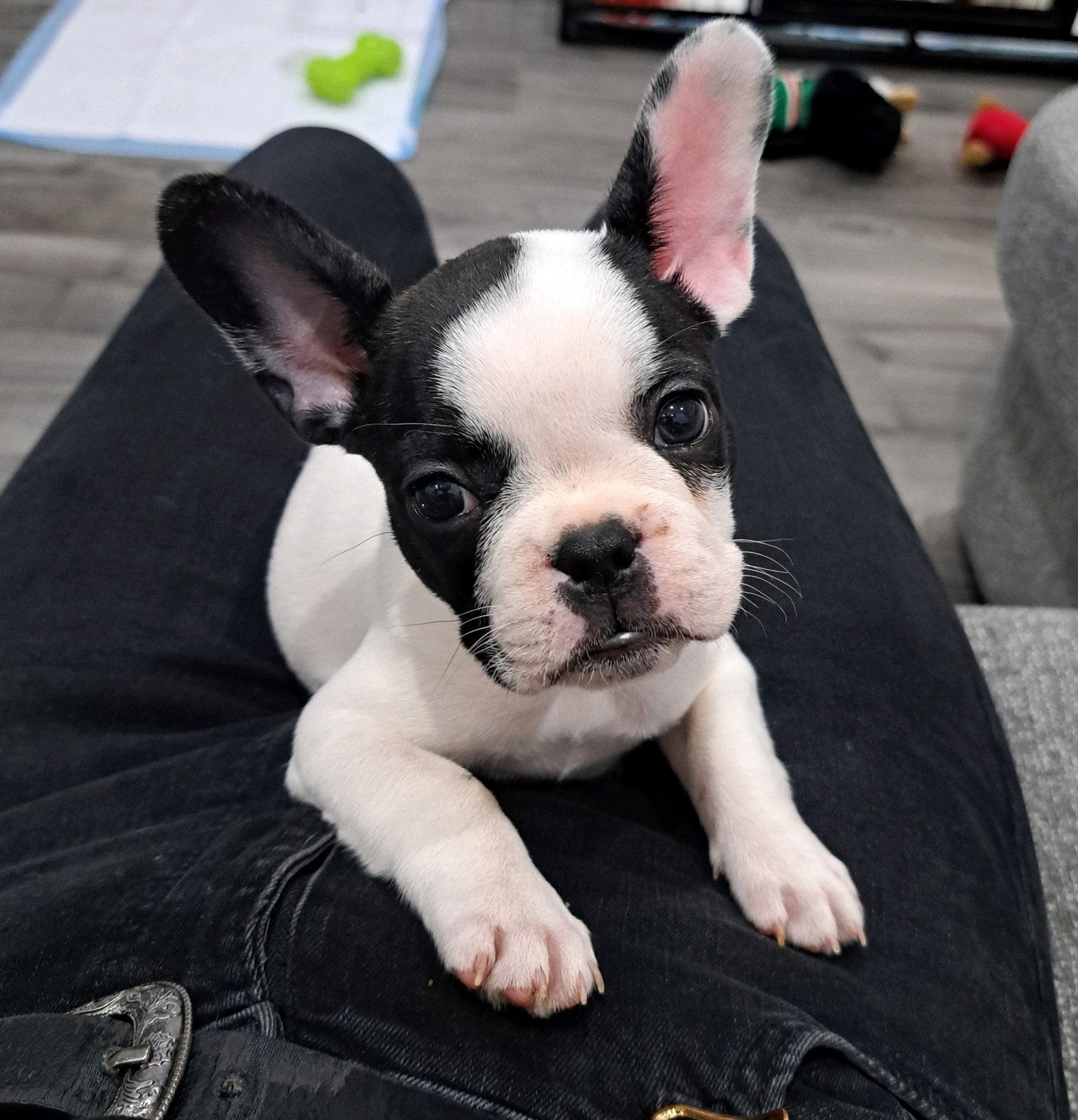 France bulldog teefje, Teef, Bulldog, Eén hond, Nederland