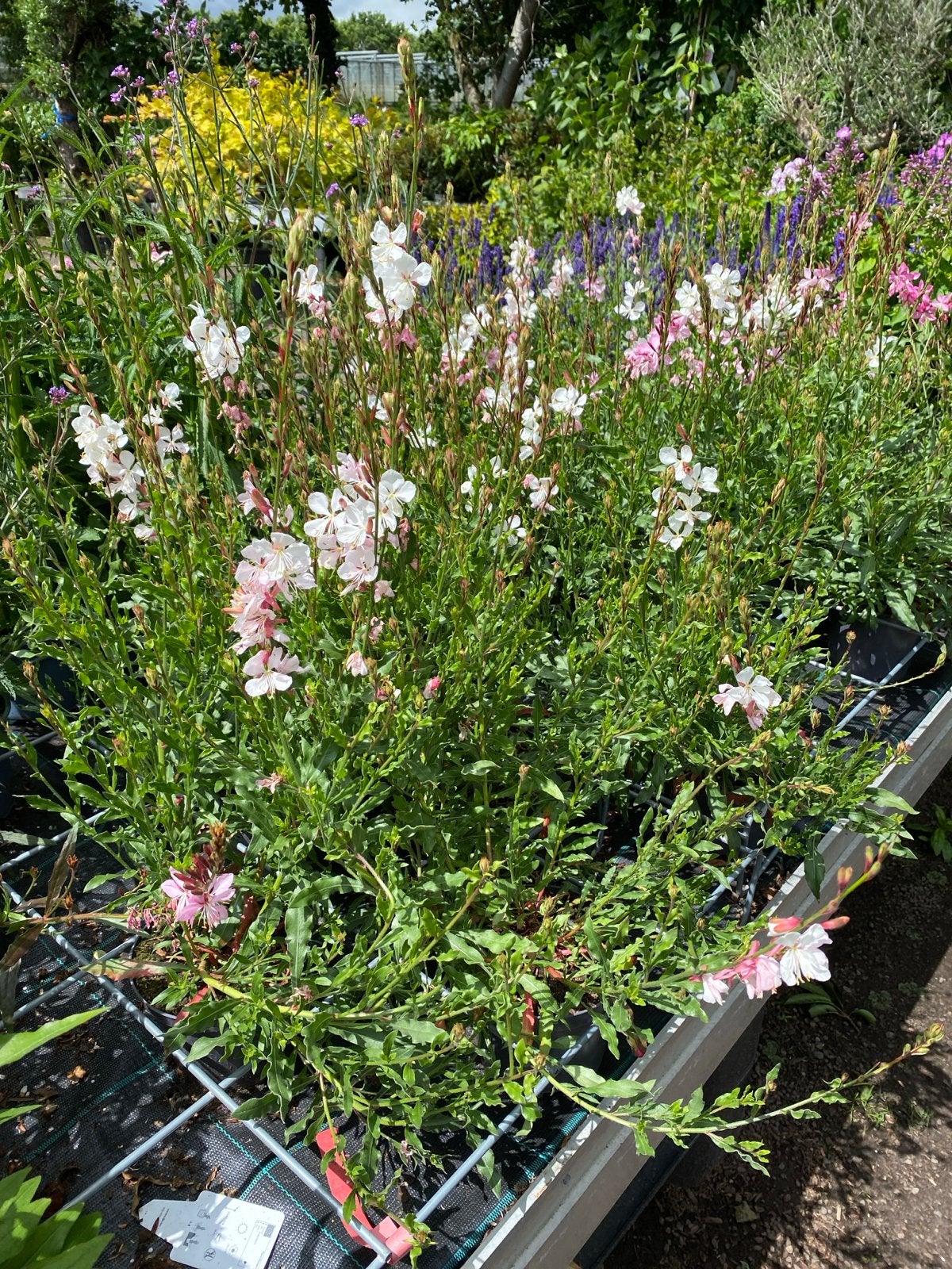 Gaura, Geranium en Erysimum - Diverse Vaste Planten, Volle zon, Vaste plant, Zomer, Ophalen
